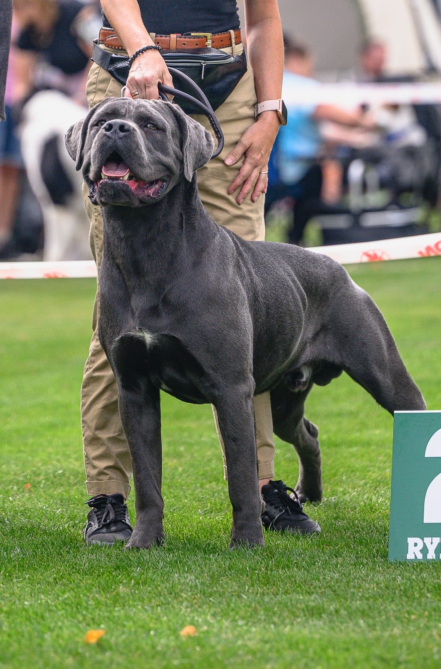 TORUK MAKTO Stary Bor - Cane Corso - pies